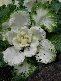Allan Gardens Conservatory 2017 Christmas Flower Show white ornamental cabbage kale by garden muses-not another Toronto gardening blog