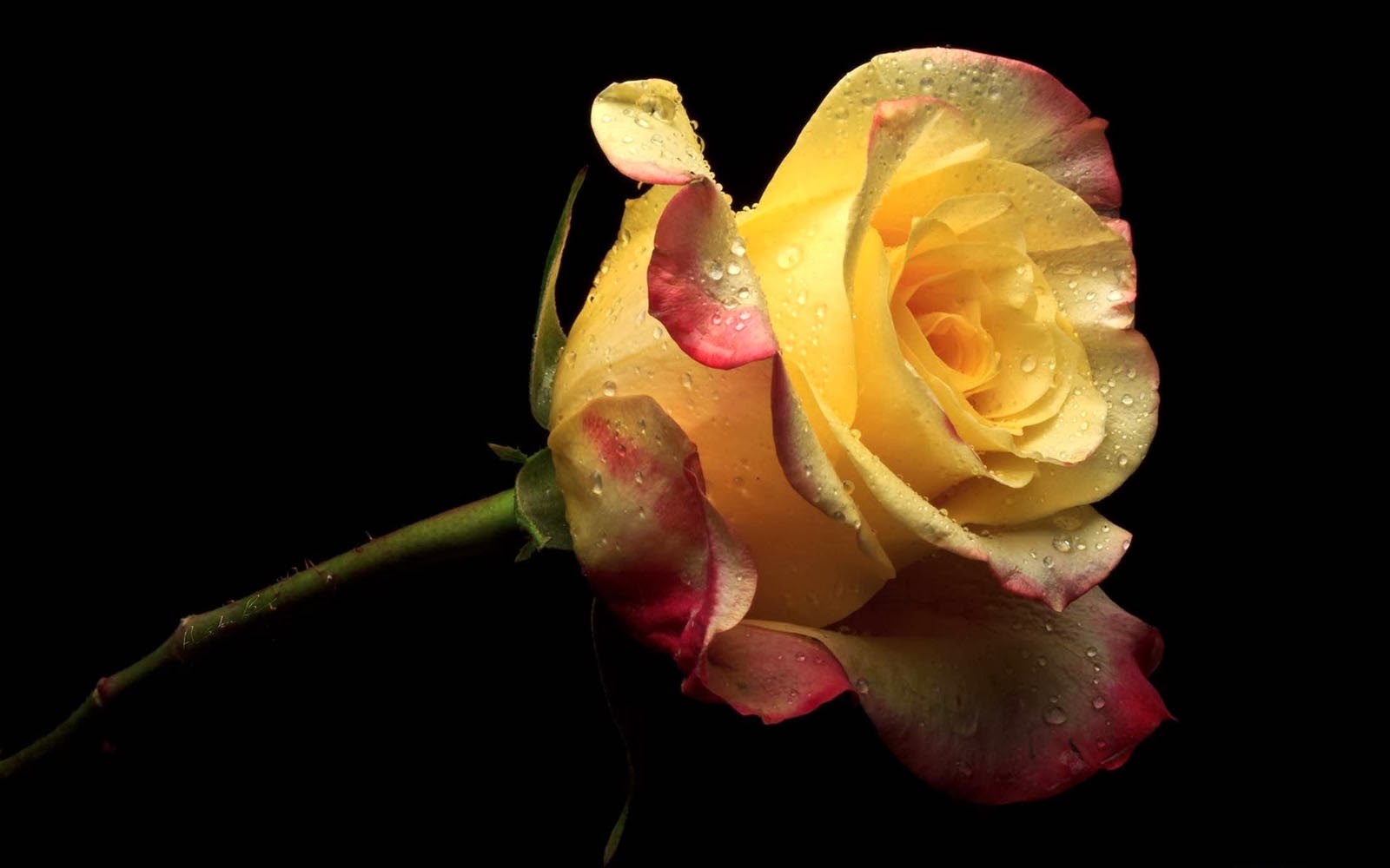 Yellow  Rose  Wallpapers  3D  HD  Wallpapers 