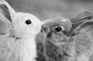 10 Adorable Pictures Of Animals In Love For Valentine's Day