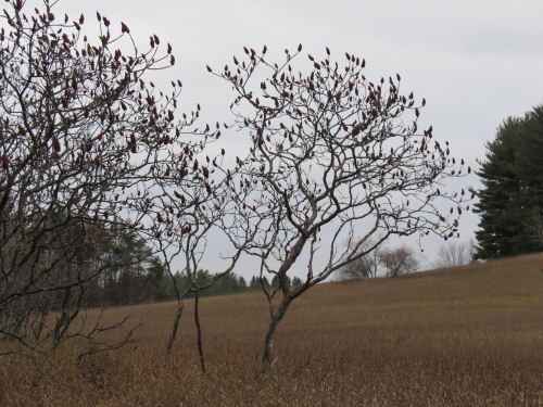 staghorn sumac trees