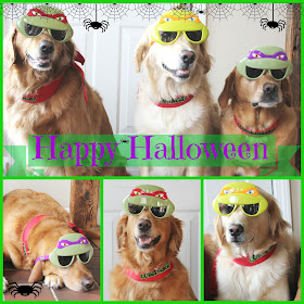 golden retriever dogs dressed up as teenage mutant ninja turtles for halloween 