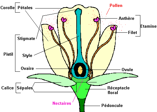 schéma d'une fleur à légender