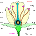 Schéma d'une fleur avec description + Quiz