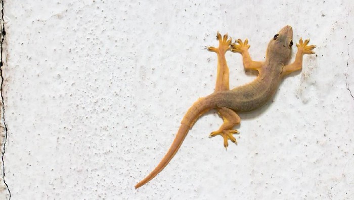 Mengapa Cicak  Bisa Menempel Dinding Tanpa Terjatuh 