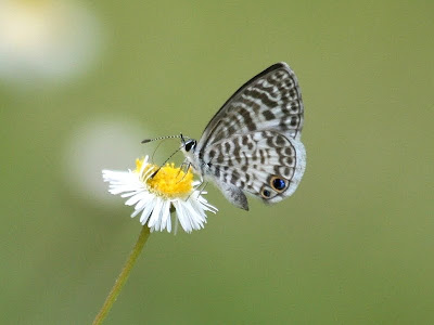 Cassius blue butterfly [Leptotes cassius]