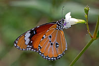 Danaus chrysippus