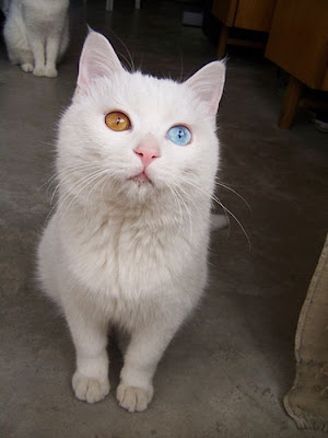 White Cat With Two Different Color Eyes  Seen On www.coolpicturegallery.us