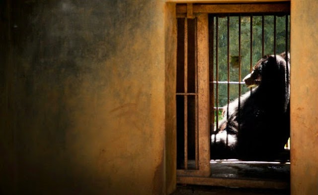 Fotógrafo mostra tristeza e solidão de animais que vivem em zoológicos
