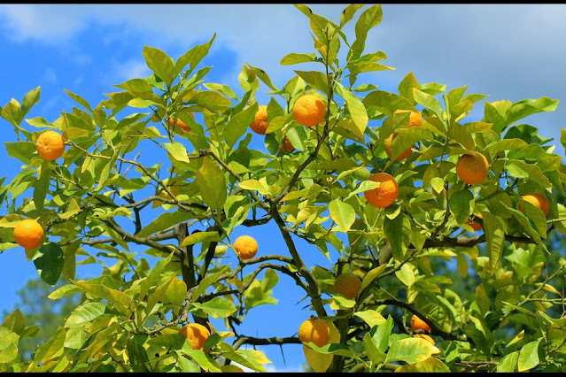 How to Prune Citrus Trees