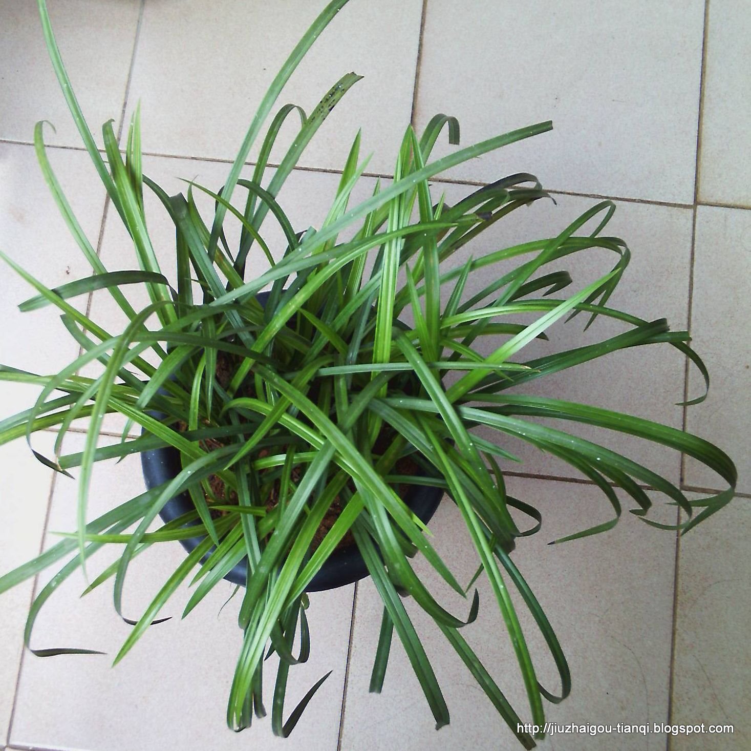 兰花 花:lanhua-09020511561264