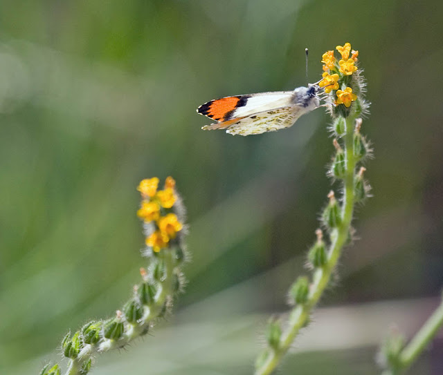 Pacific Orangetip on Fiddleneck at San Dieguito River Park