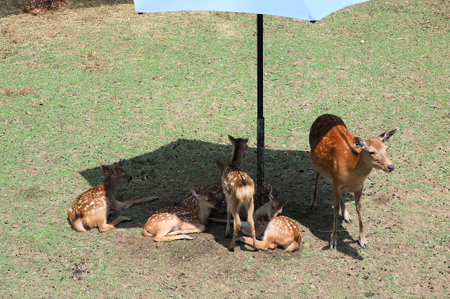 奈良公園 子鹿のお披露目会場