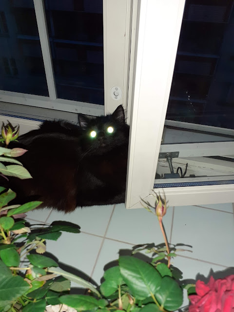 Illalla kissa ikkunalla