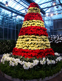 Poinsettia Tree, Orchid Center, Atlanta Botanical Garden