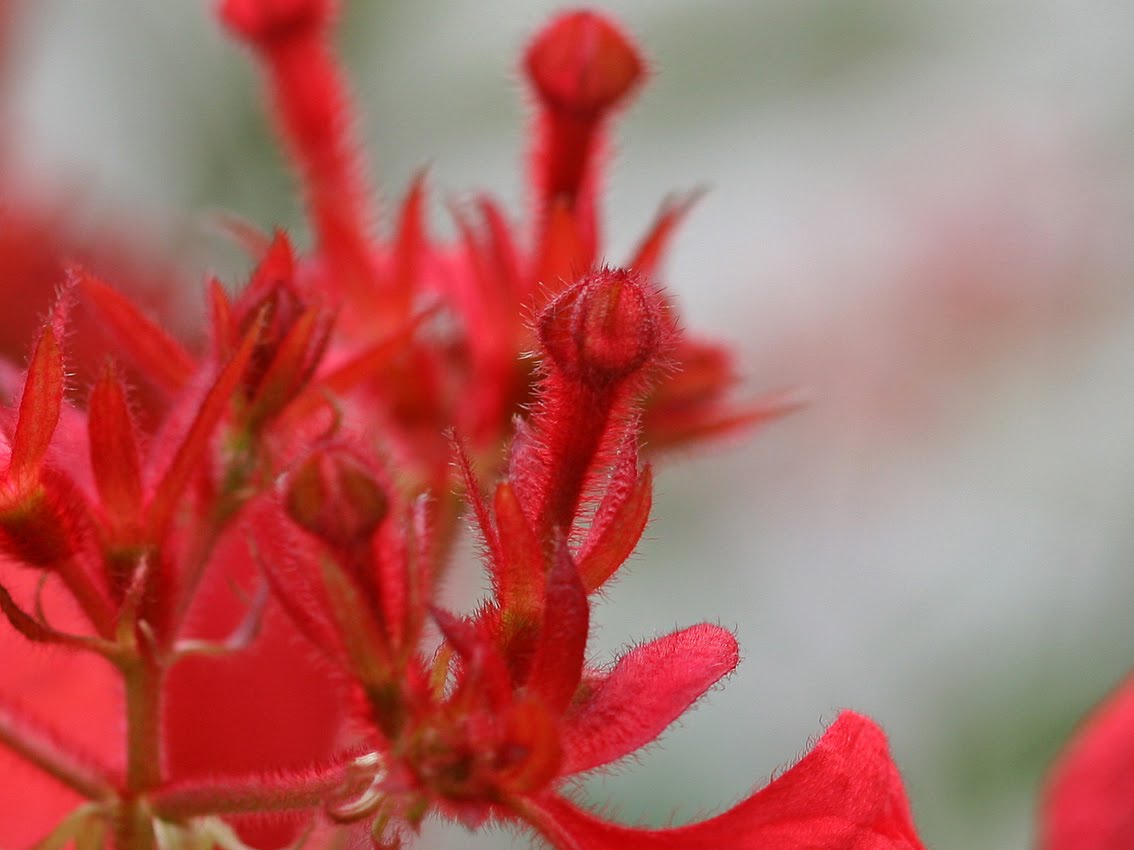 Lalagarden 紅葉金花