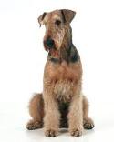 Airedale Terrier=