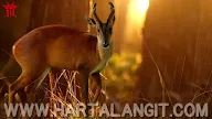 Khasiat Ghaib Jimat Kulit Kijang / Lulang Kidang