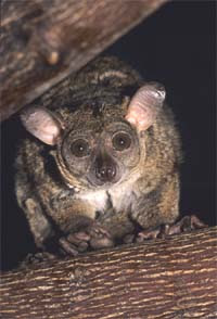 Lessor bushbaby