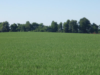 rice field