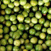 MEIO AMBIENTE / Umbu entra na lista de alimentos ameaçados de extinção