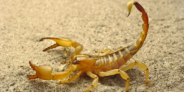 HD Wallpaper of Scorpion killer scorpion photos new 2017