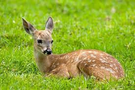 a deer lying in the grass