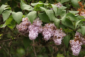lilac leaves way larger than mouse's ear