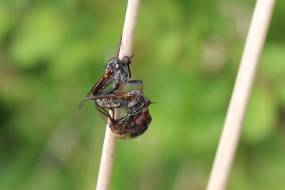 Grote Dansvlieg - - Empis tessellata