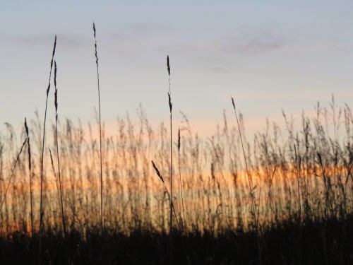 grass in sunset