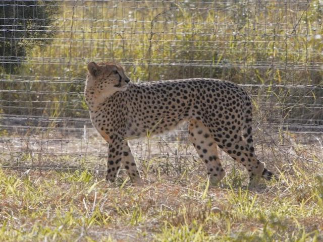 Cheetah from South Africa