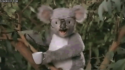 koala