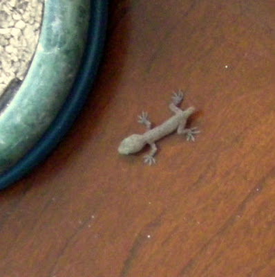 Baby gecko, La Ceiba, Honduras