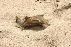 Mandi pasir untuk burung