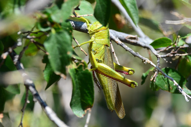 Schistocerca lineata