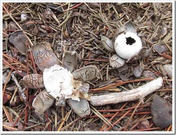 Earth Start Mushroom Fungi (2)