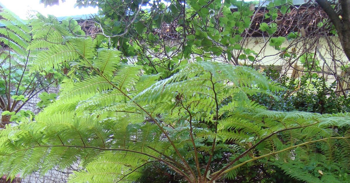 ZAMRUD TECHNOLOGY Rhexoxylon Sejenis Pokok Paku Pakis 