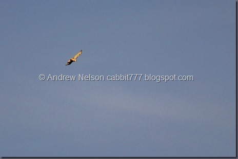 IMG_6822 - Copy