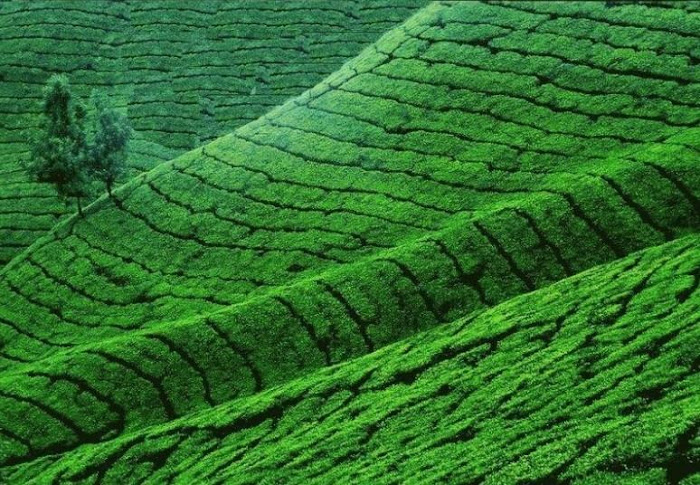 Munnar - Beauty and Greeny Place in Kerala,India...