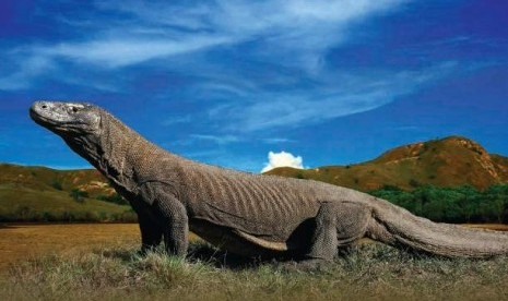 Gambar Komodo di Pulau Komodo, pantai, gunung, wisata keluarga, candi, pemandangan, Tempat Wisata Terindah di Indonesia