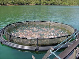 how to start a fish farming business