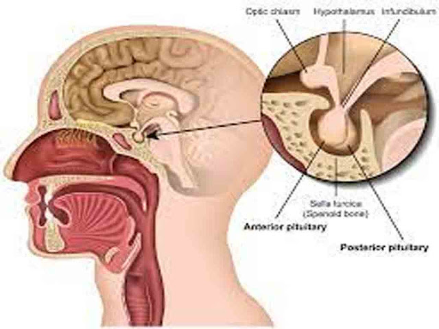 पीयूष ग्रन्थि  से निकलने वाले हार्मोन्स | Pituitary Gland in Hindi