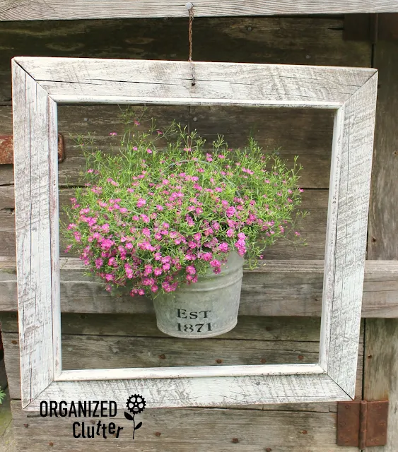 Underused Annuals - Annual Baby's Breath organizedclutter.net