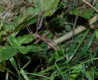 Tipula maxima