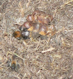 another view of a bumblebee nest