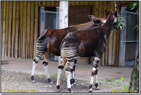 Chester Zoo - October