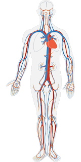 the body's organs
