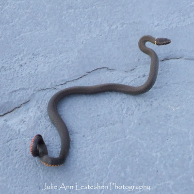 Florida Ringneck Snake in Leesburg, Florida