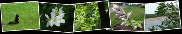 Afficher l'album