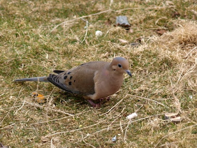 Nova Scotia Island Journal Mourning Doves