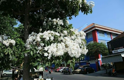 Pohon tabebuya putih